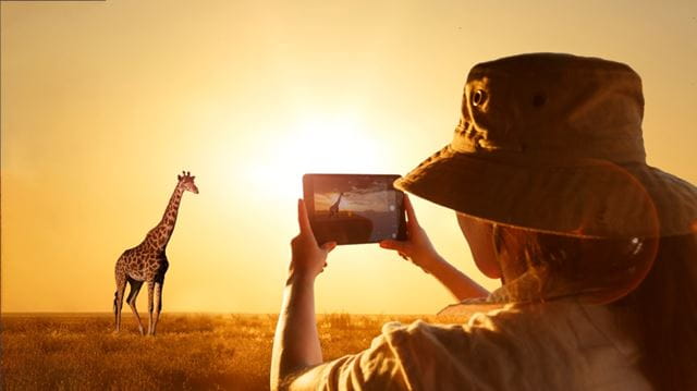 Person photographing giraffe